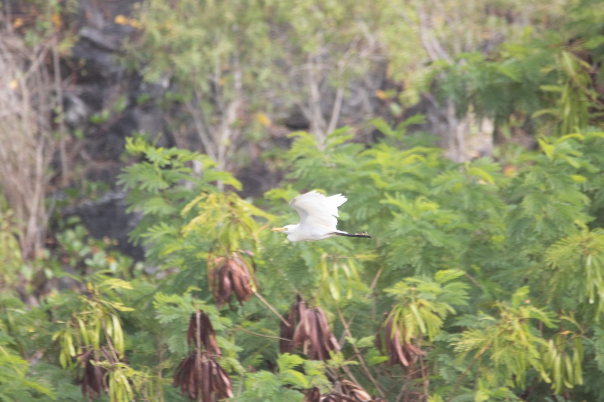 Western Cattle Egret - ML600215521