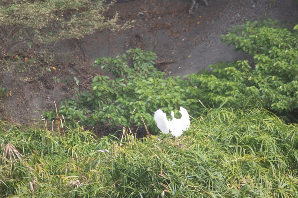 Western Cattle Egret - Yoon Lee