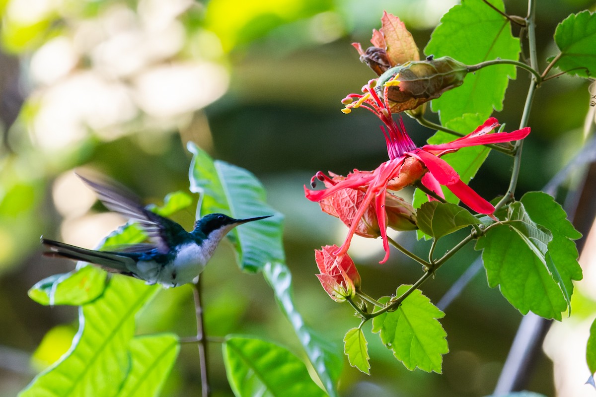 kolibřík černouchý - ML600216091