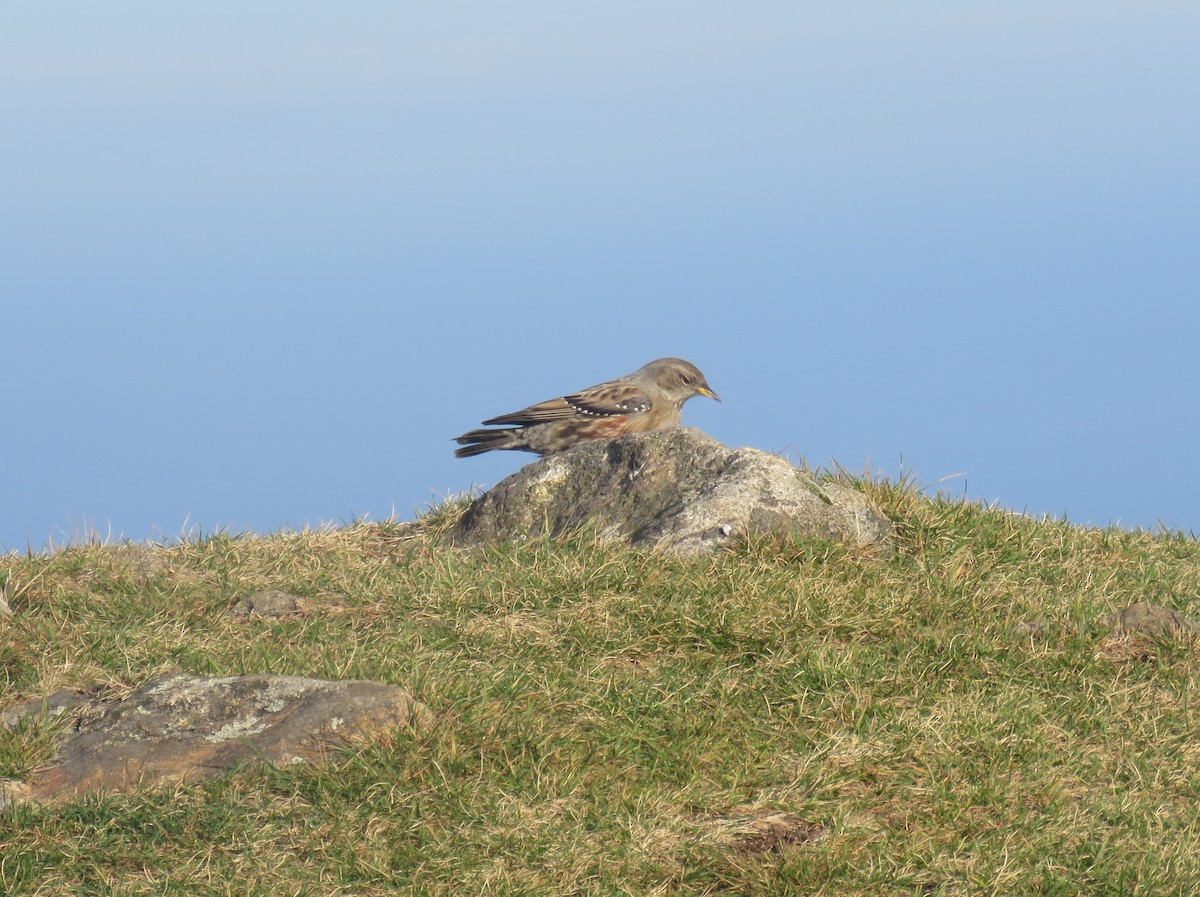 Alpine Accentor - ML600216121