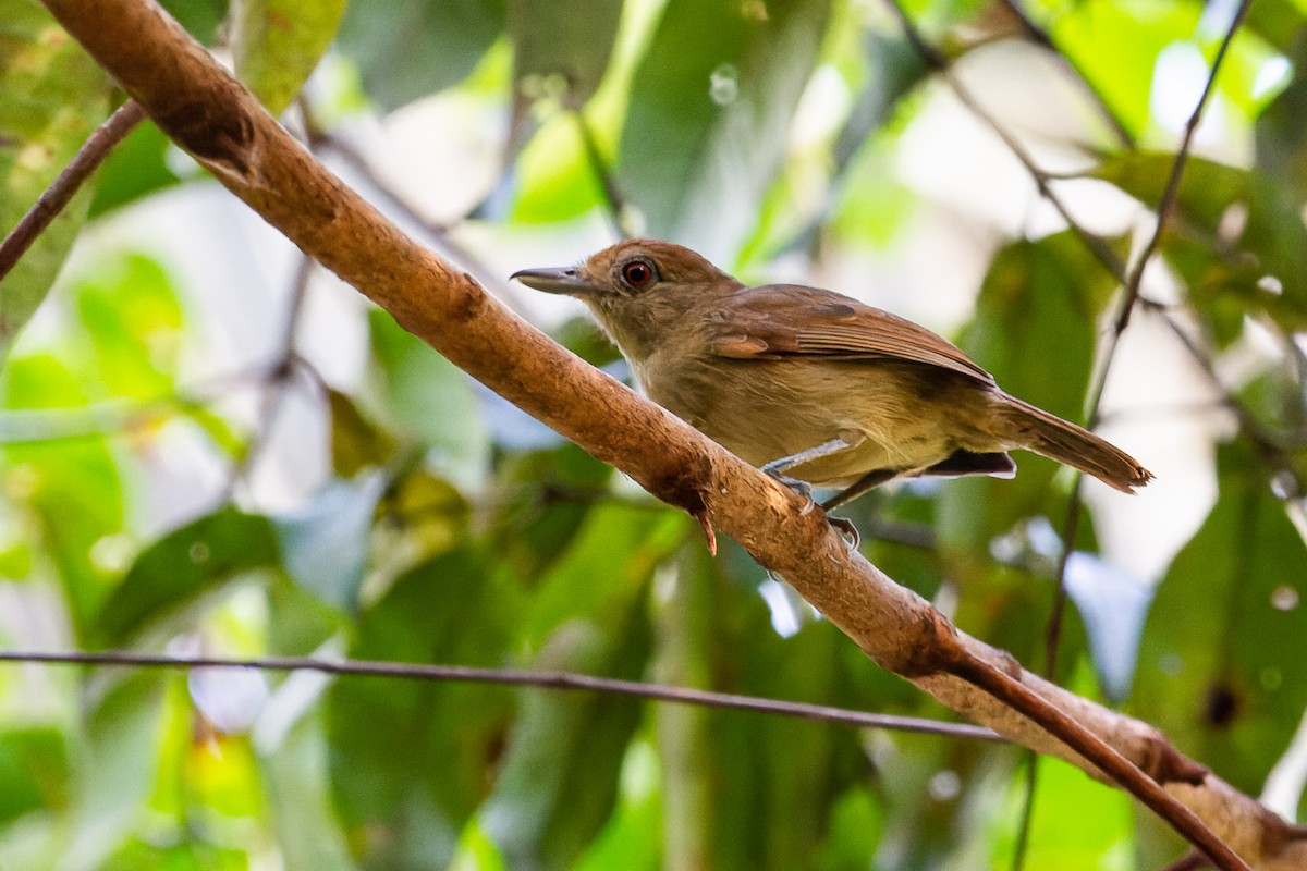 Plain-winged Antshrike - ML600216151