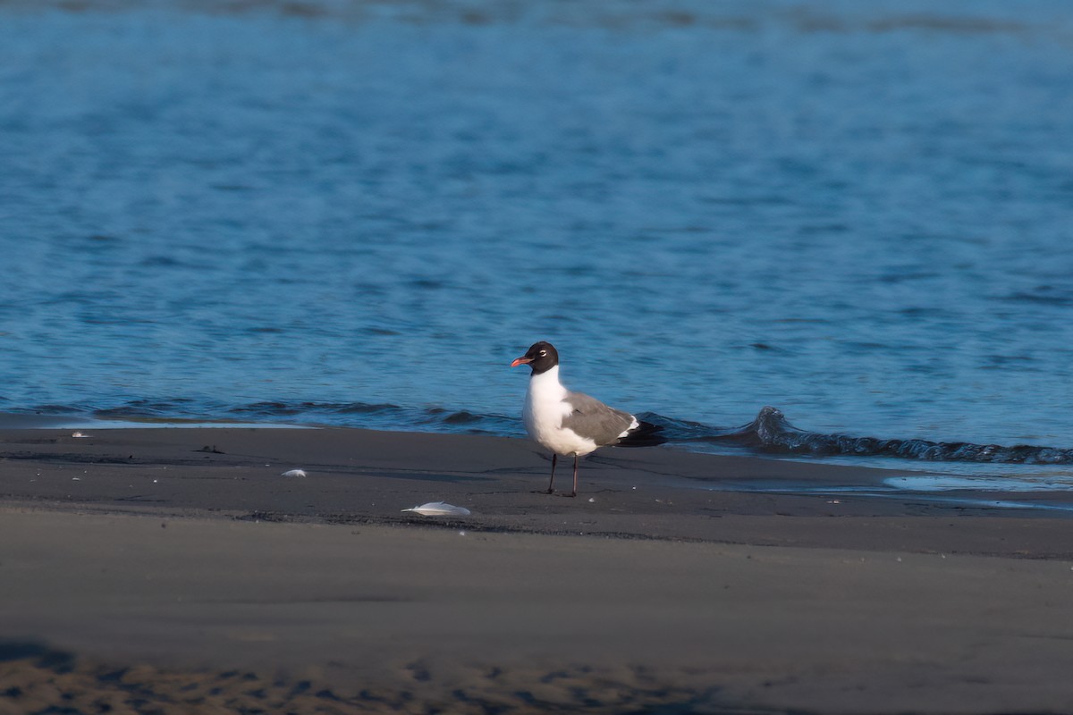 Laughing Gull - ML600216221