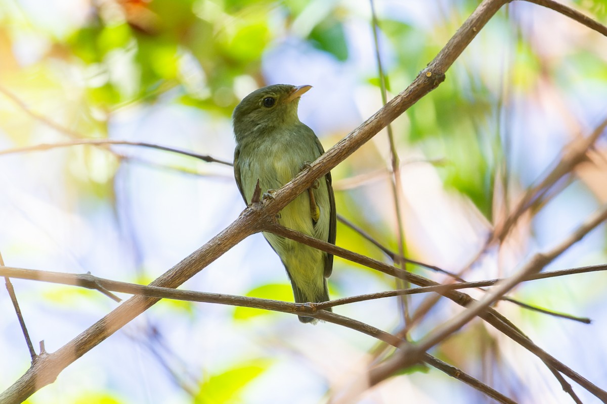 Red-headed Manakin - João Vitor Andriola