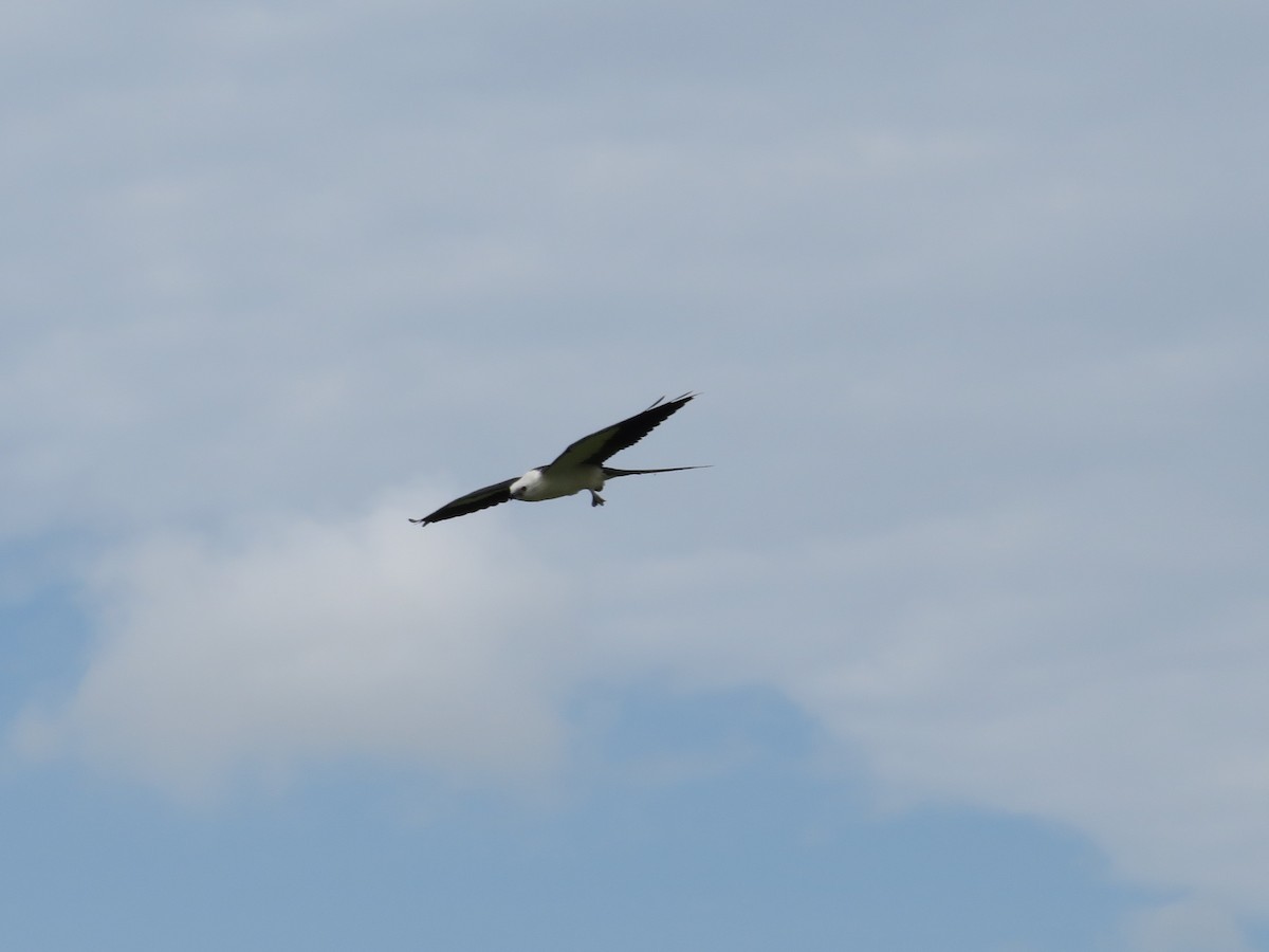 Swallow-tailed Kite - ML600217391