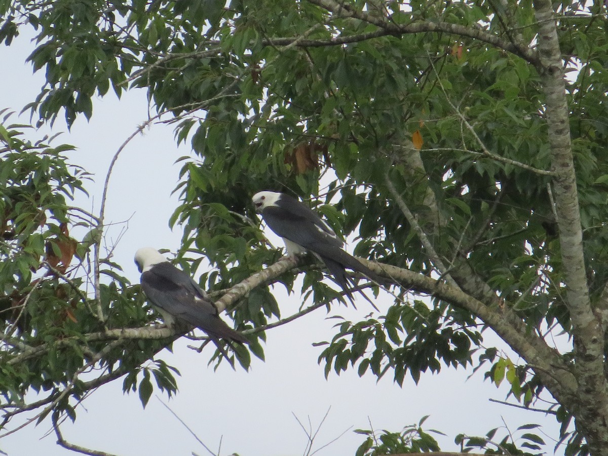 Swallow-tailed Kite - ML600217401