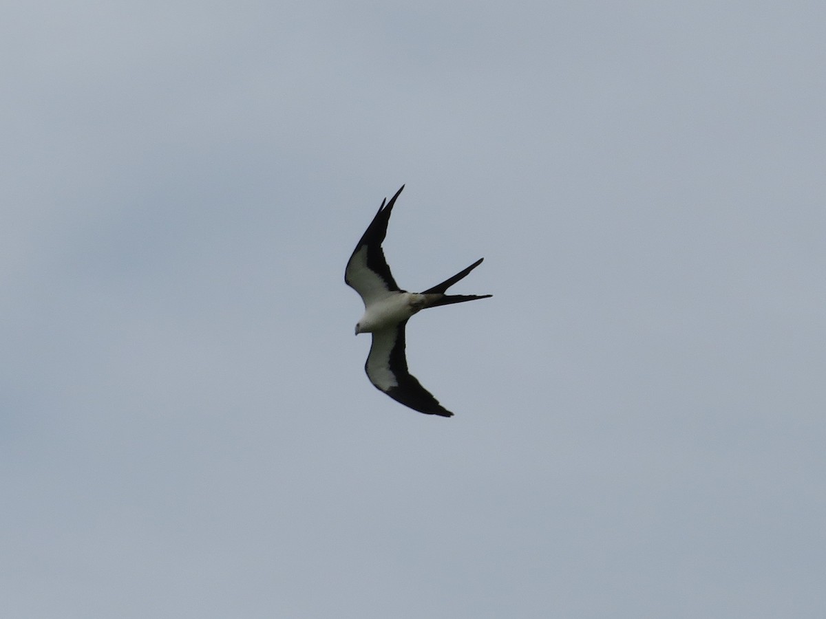 Swallow-tailed Kite - ML600217411