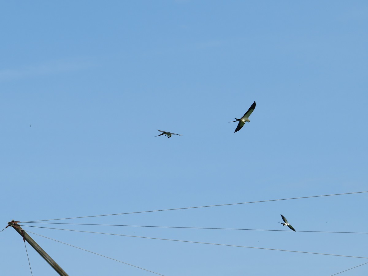 Swallow-tailed Kite - ML600217421