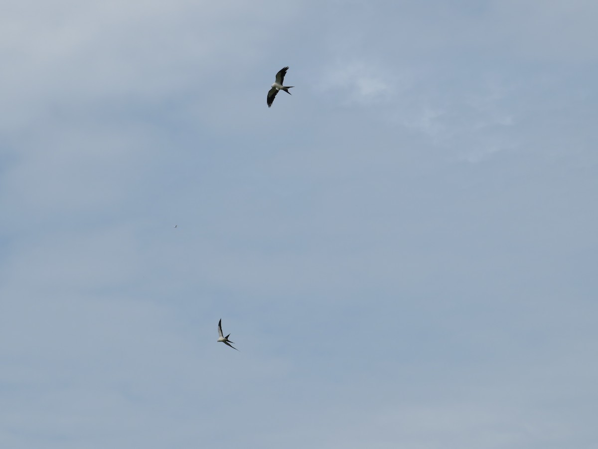 Swallow-tailed Kite - ML600217431