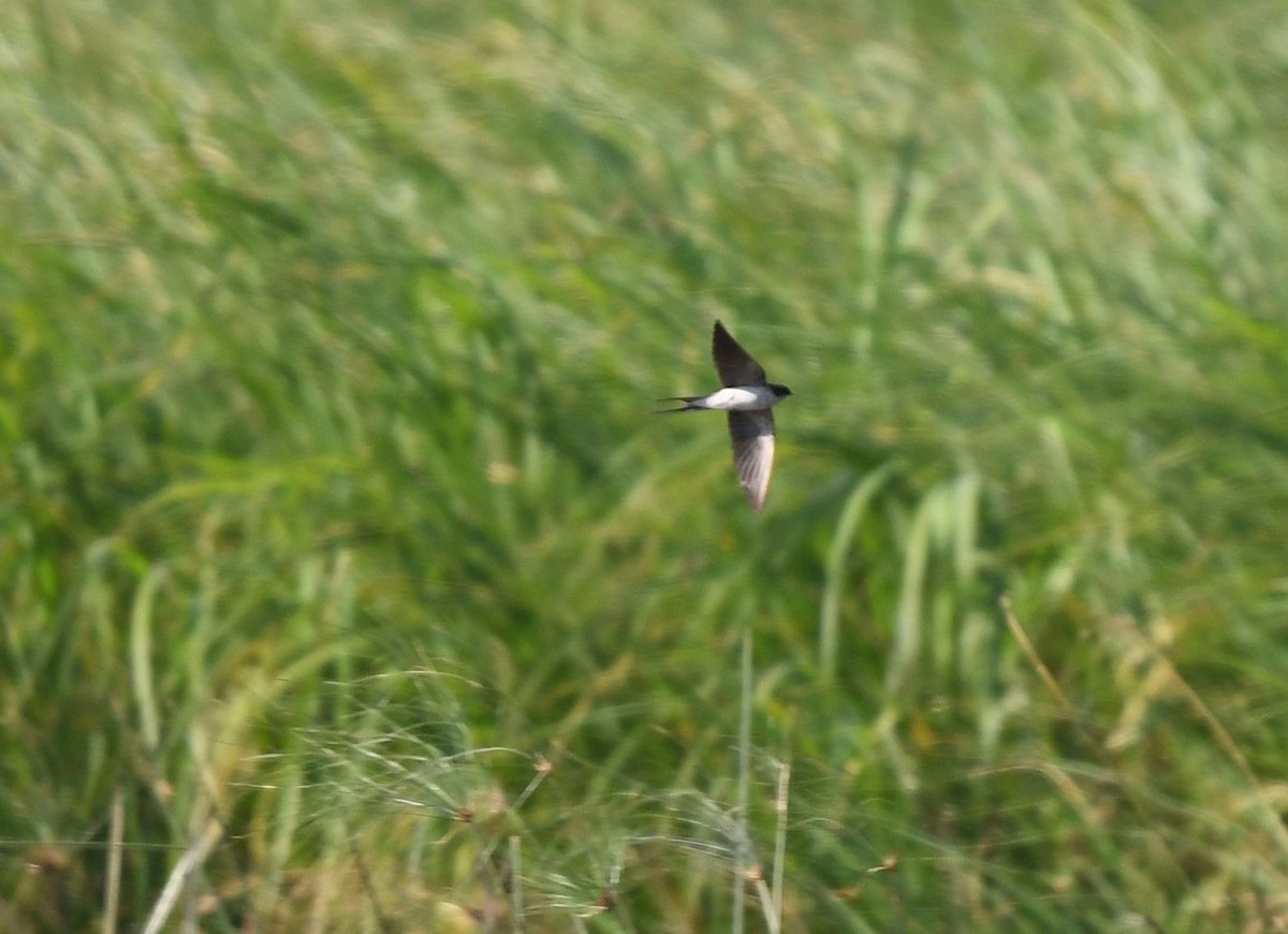 Gray-rumped Swallow - ML600217831