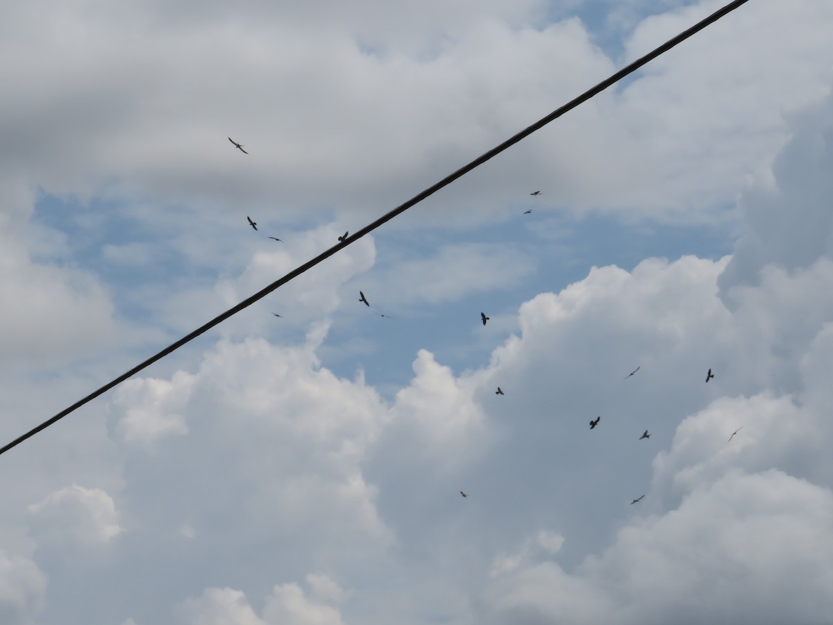 Swallow-tailed Kite - ML600218051