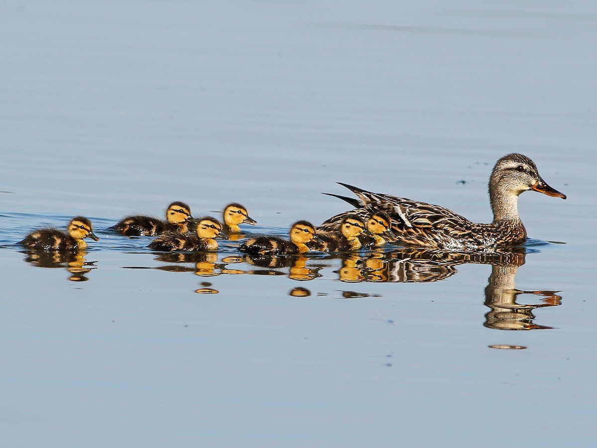 Female and chick