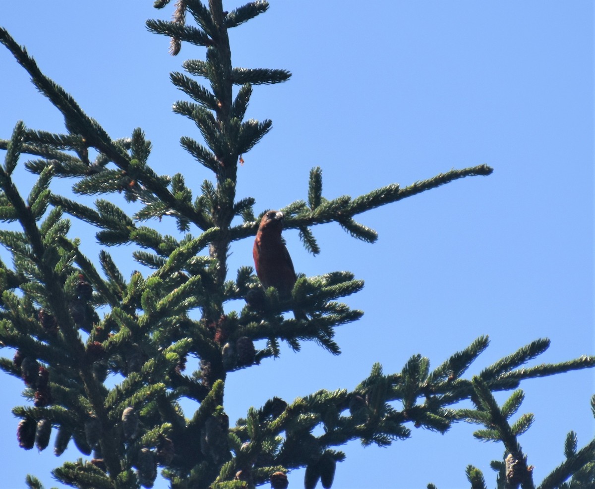 Red Crossbill (Appalachian or type 1) - Duncan  Fraser