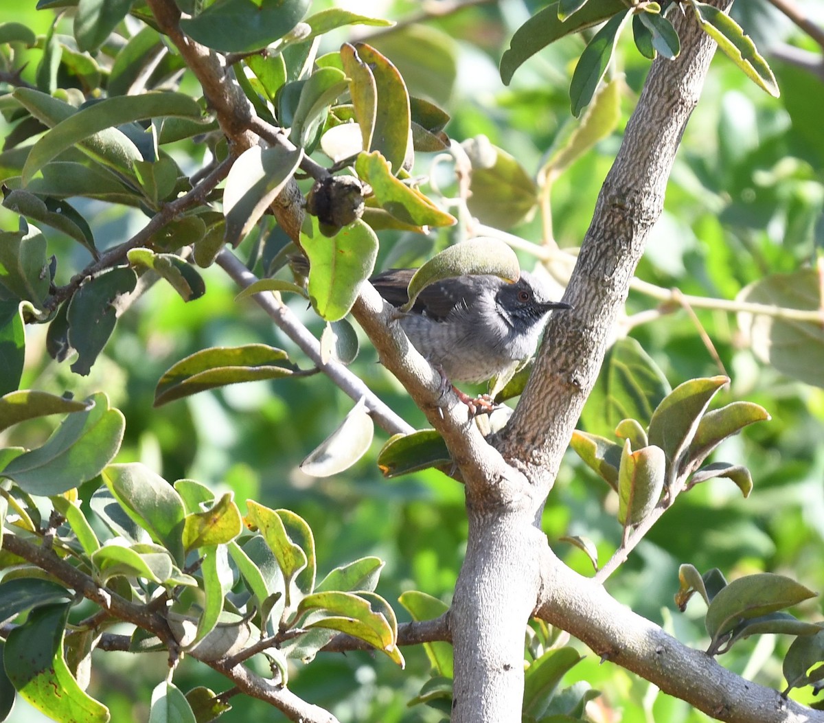 Miombo Wren-Warbler - ML600219071