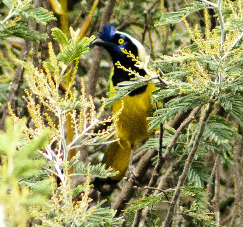 Green Jay - ML600219091