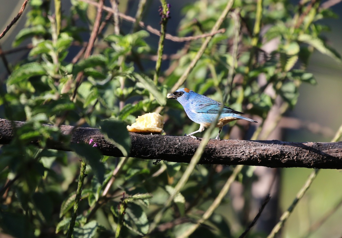 Golden-naped Tanager (Rusty-naped) - ML600220641