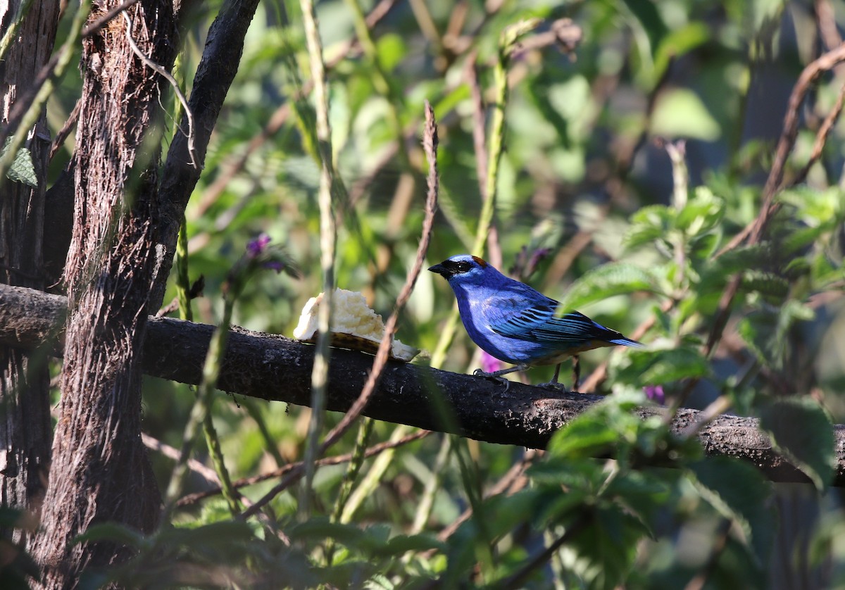 Golden-naped Tanager (Rusty-naped) - ML600220651