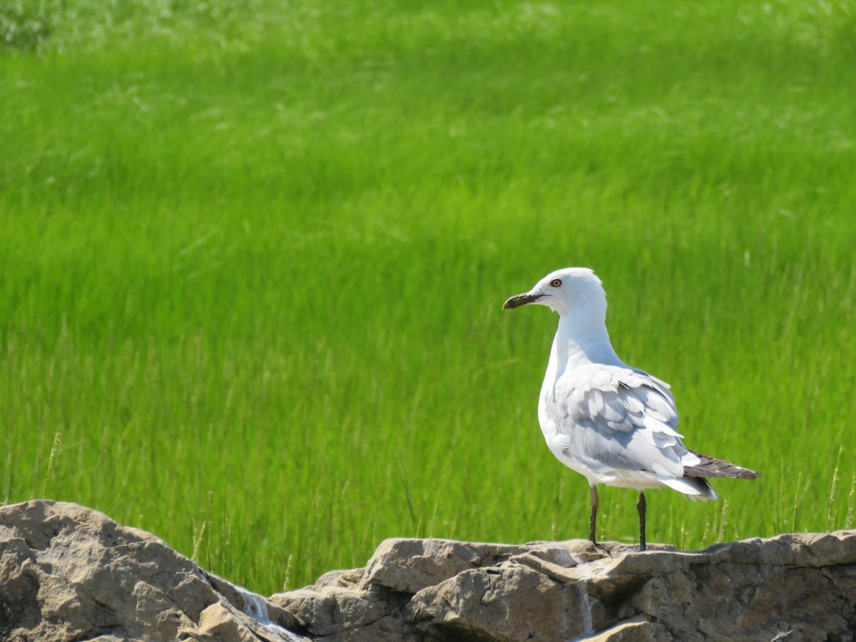 Ring-billed Gull - ML600220841