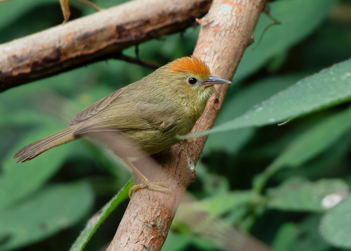 Buff-chested Babbler - ML600221141