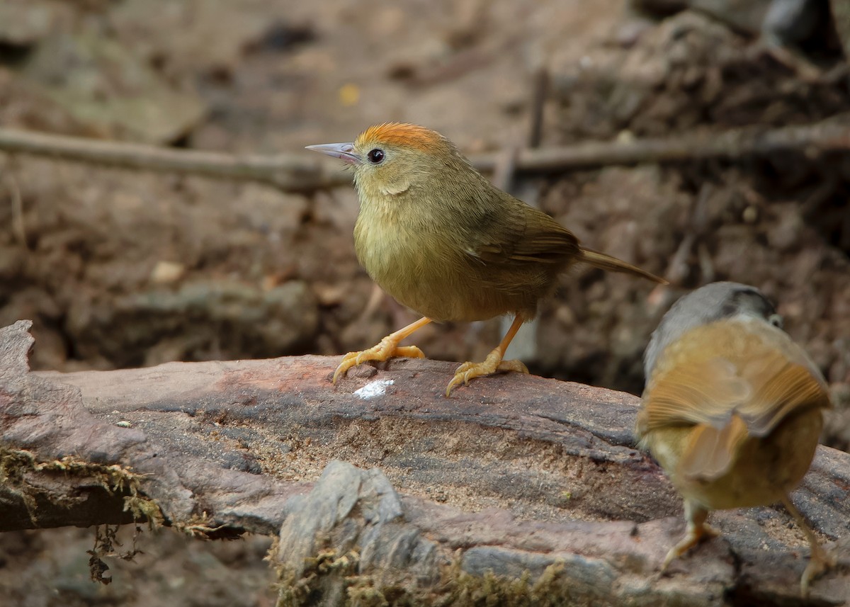 Buff-chested Babbler - ML600221201