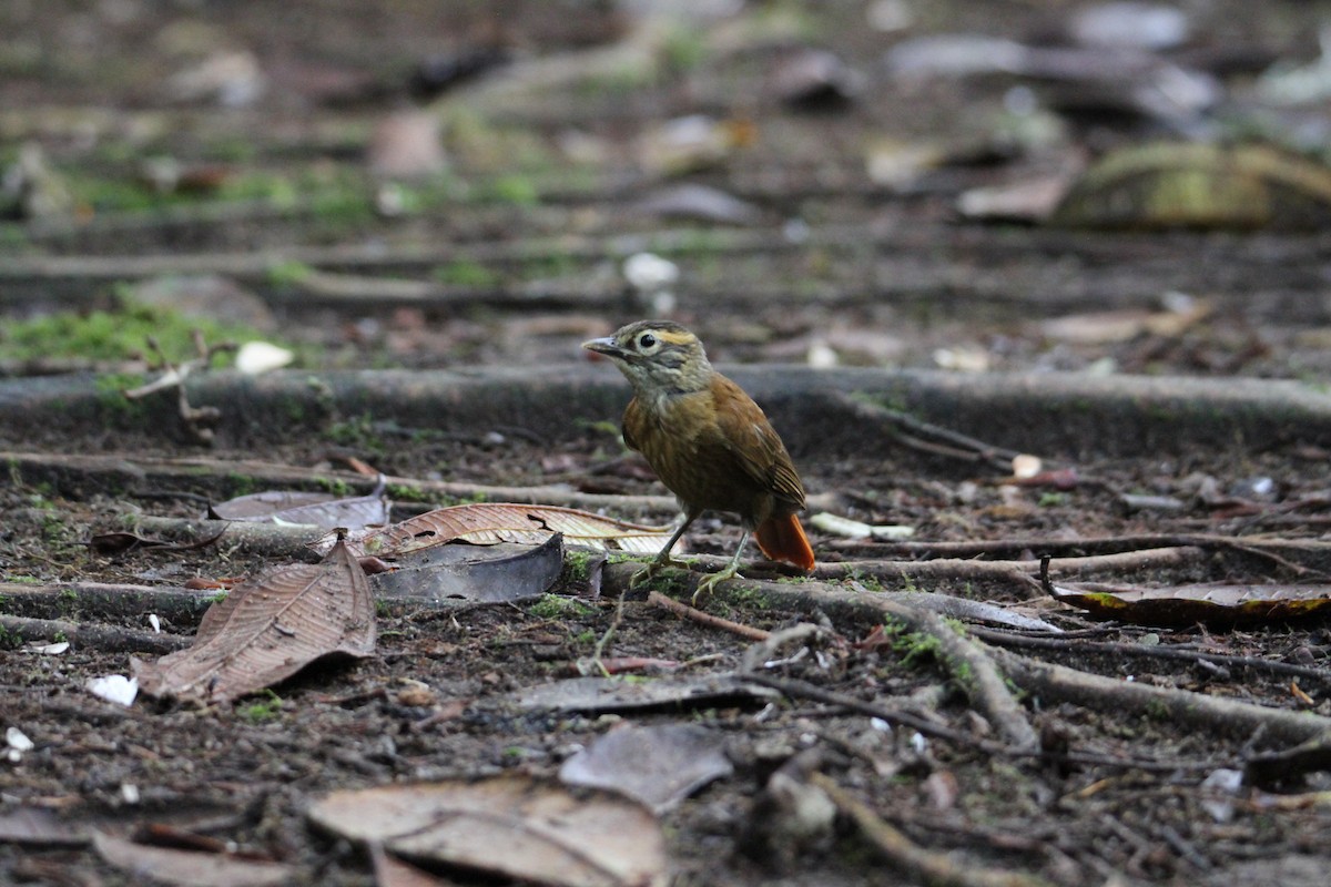 Scaly-throated Foliage-gleaner - ML600221891