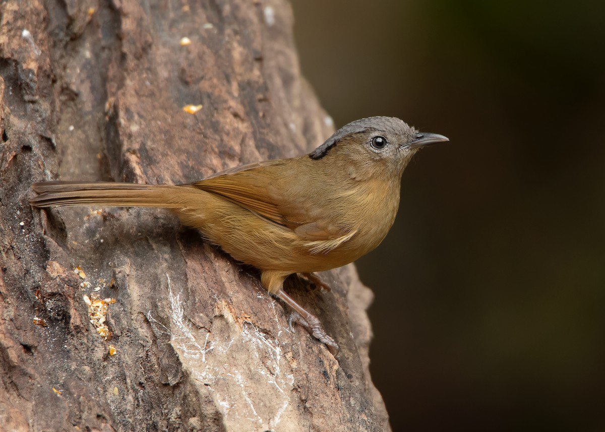 Brown-cheeked Fulvetta - ML600221971