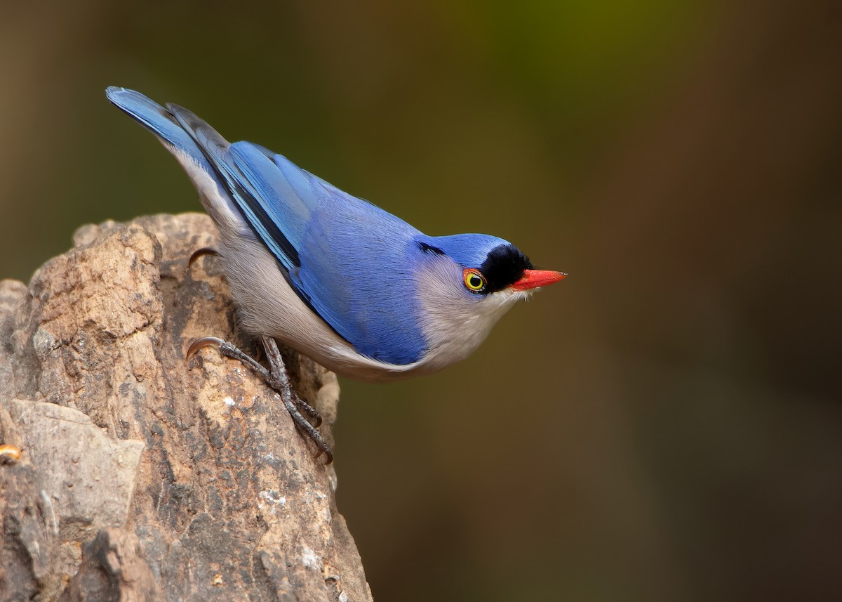 Velvet-fronted Nuthatch - ML600222131