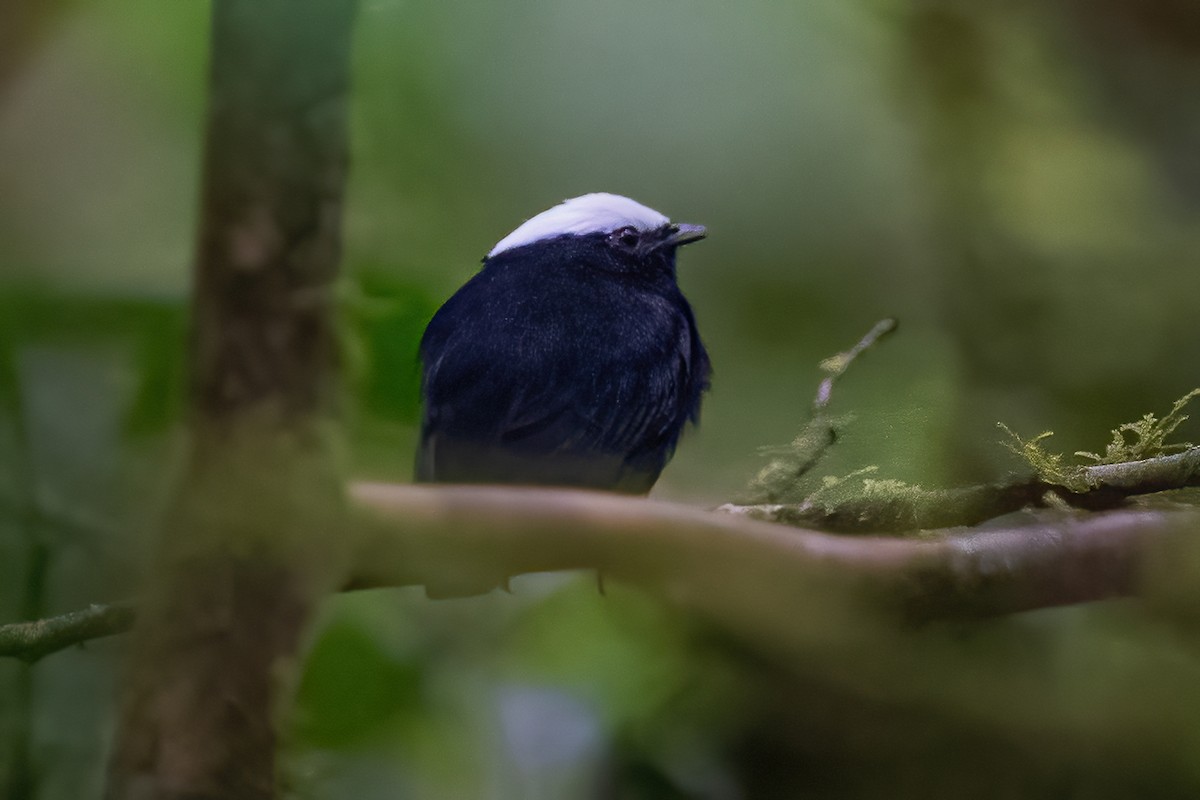 White-crowned Manakin - ML600223051