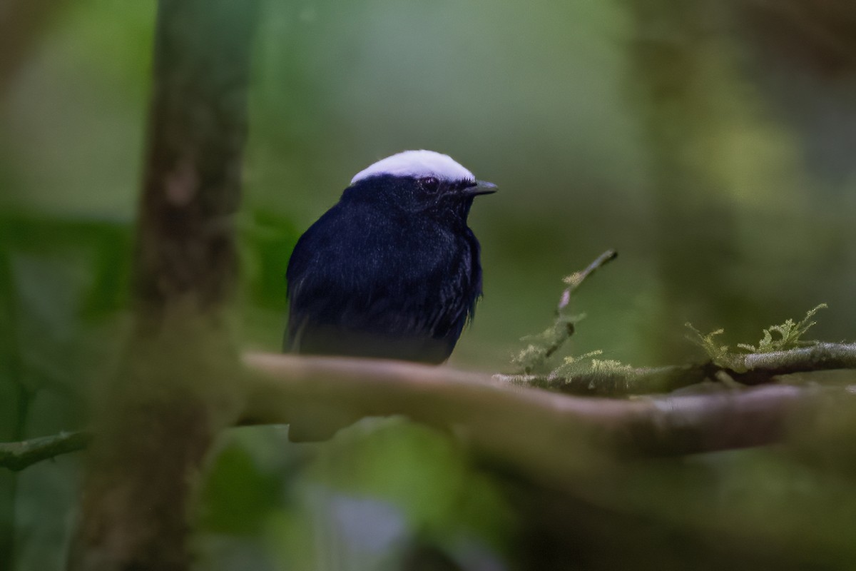 White-crowned Manakin - ML600223061