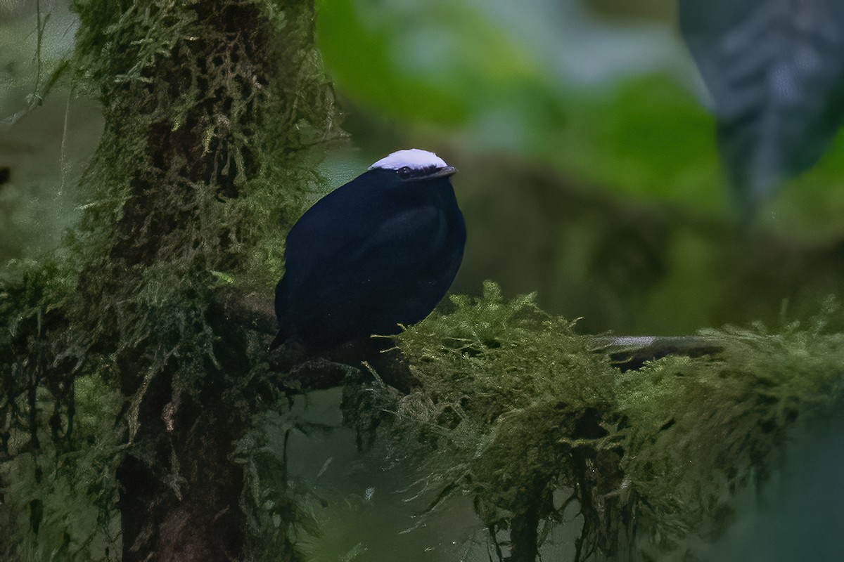 White-crowned Manakin - ML600223071