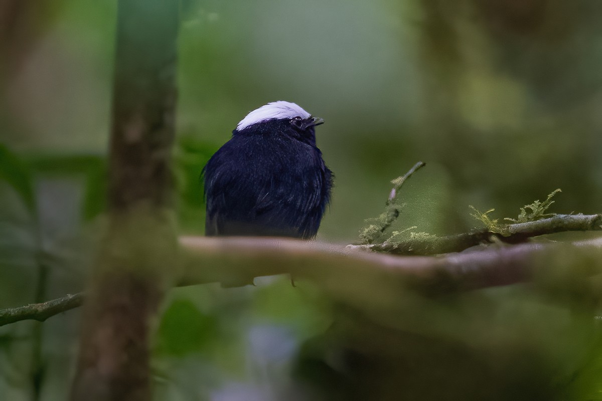 White-crowned Manakin - ML600223081