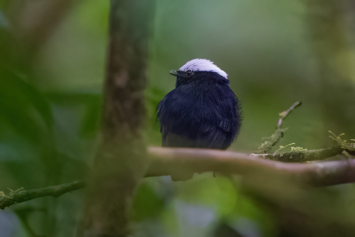 White-crowned Manakin - ML600223091