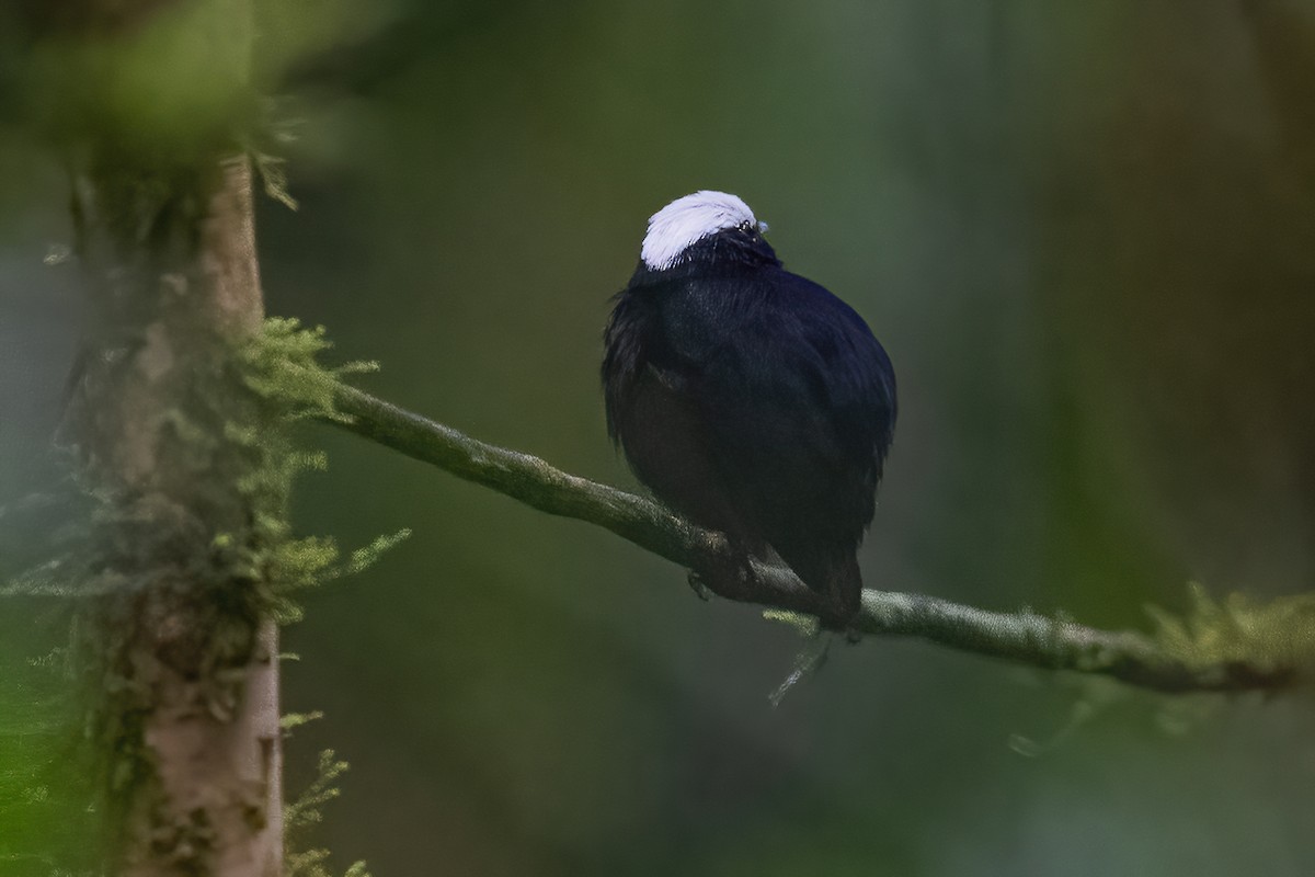 White-crowned Manakin - ML600223101