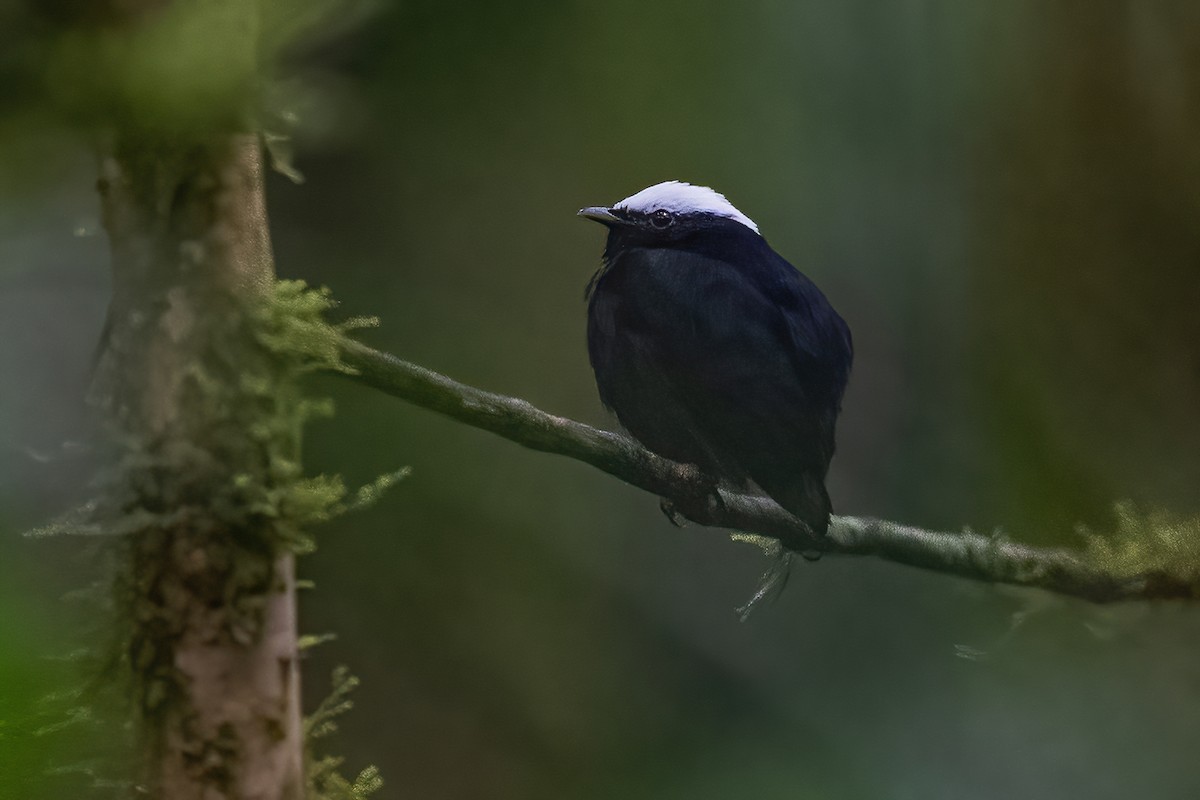 White-crowned Manakin - ML600223111