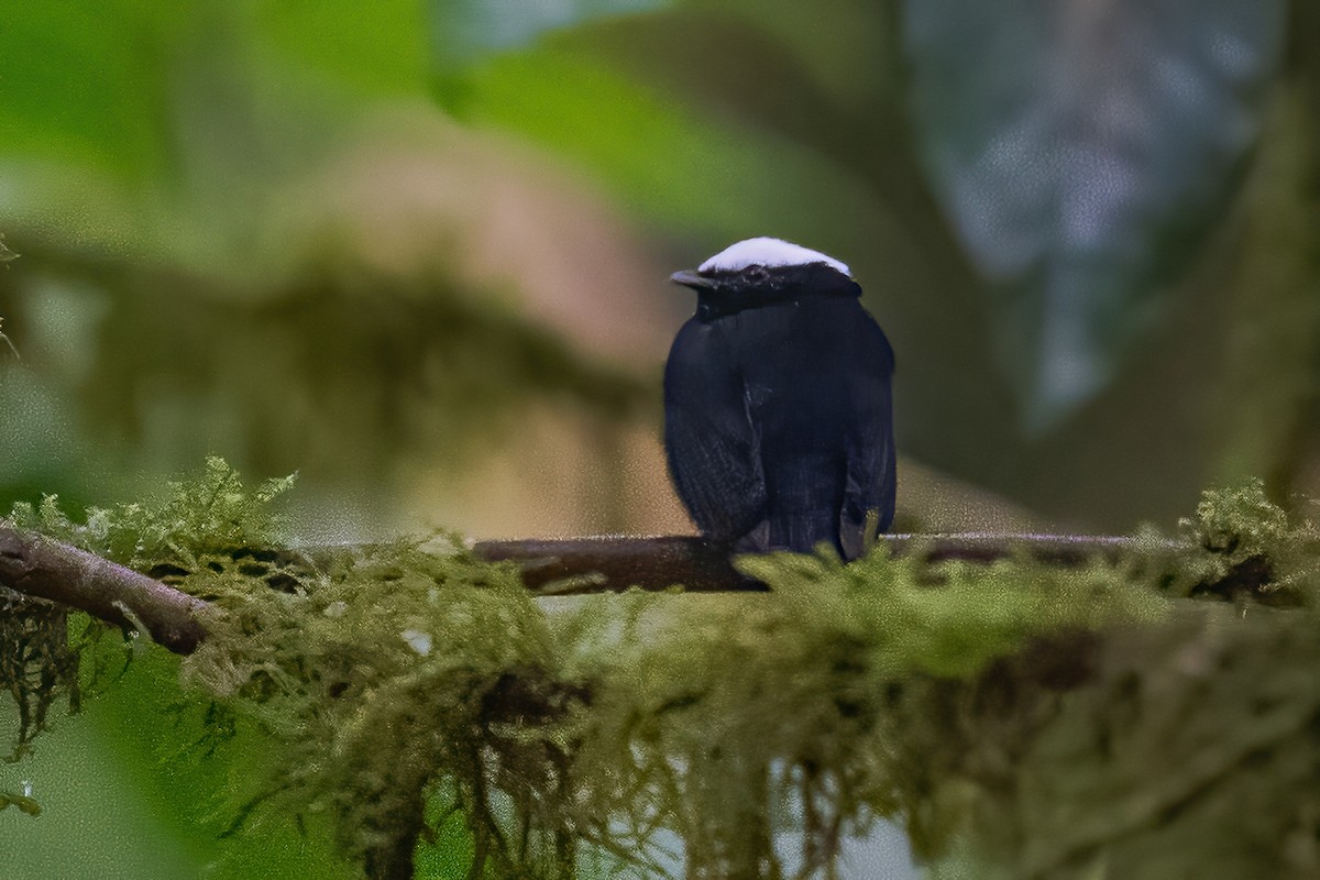 White-crowned Manakin - ML600223121