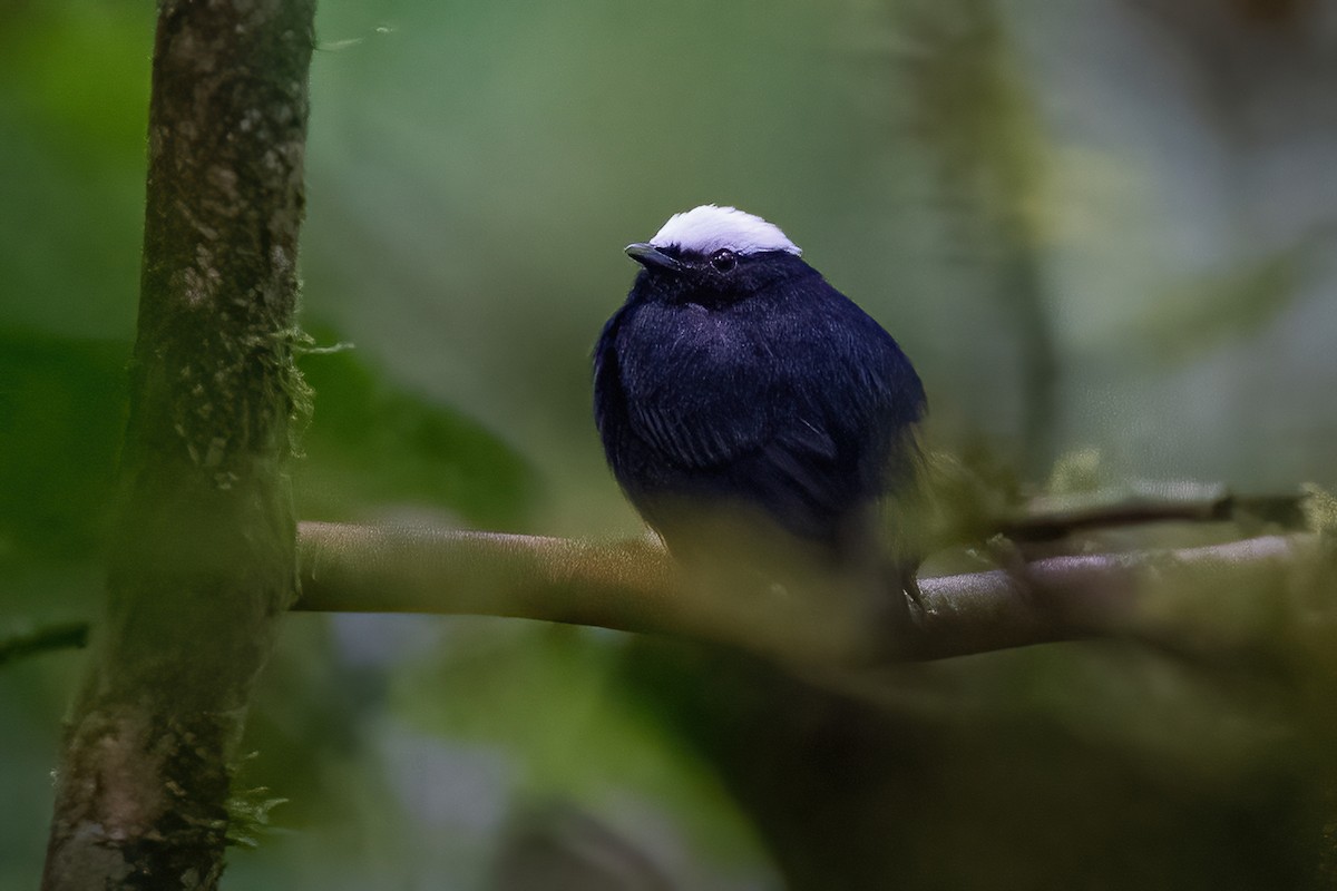 White-crowned Manakin - ML600223131
