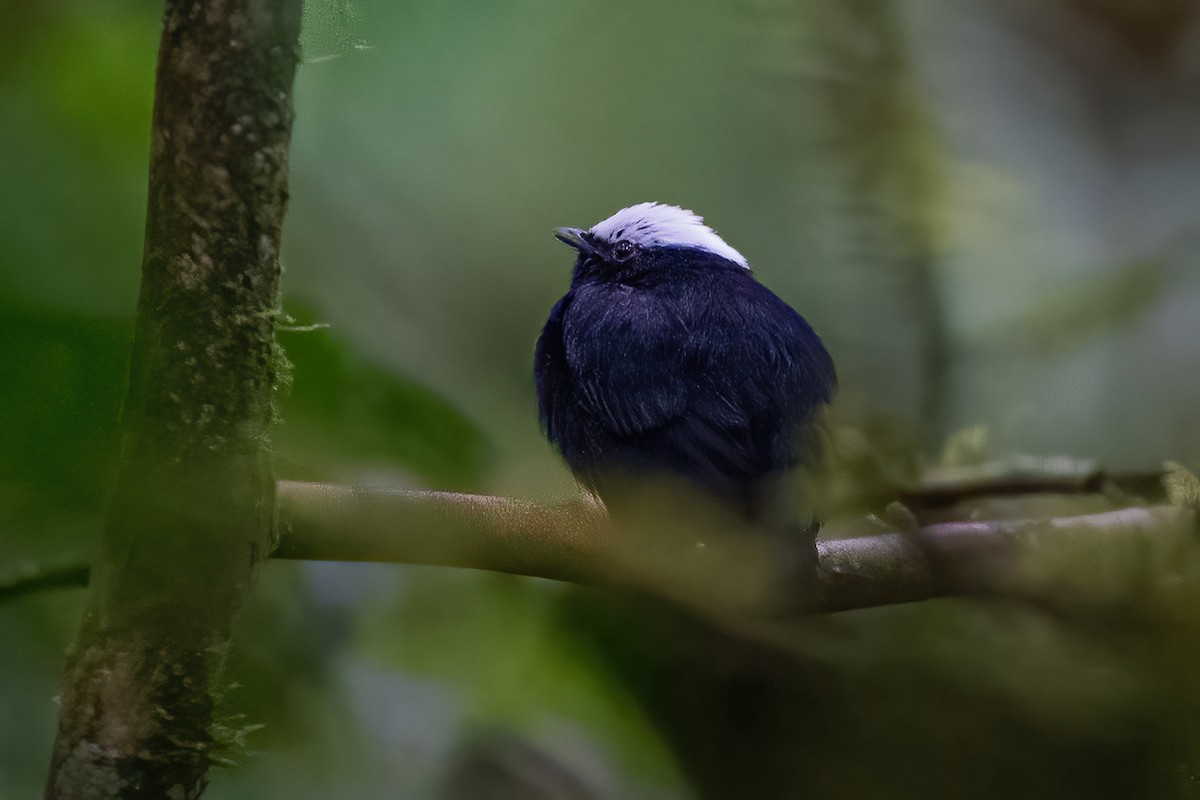 White-crowned Manakin - ML600223141