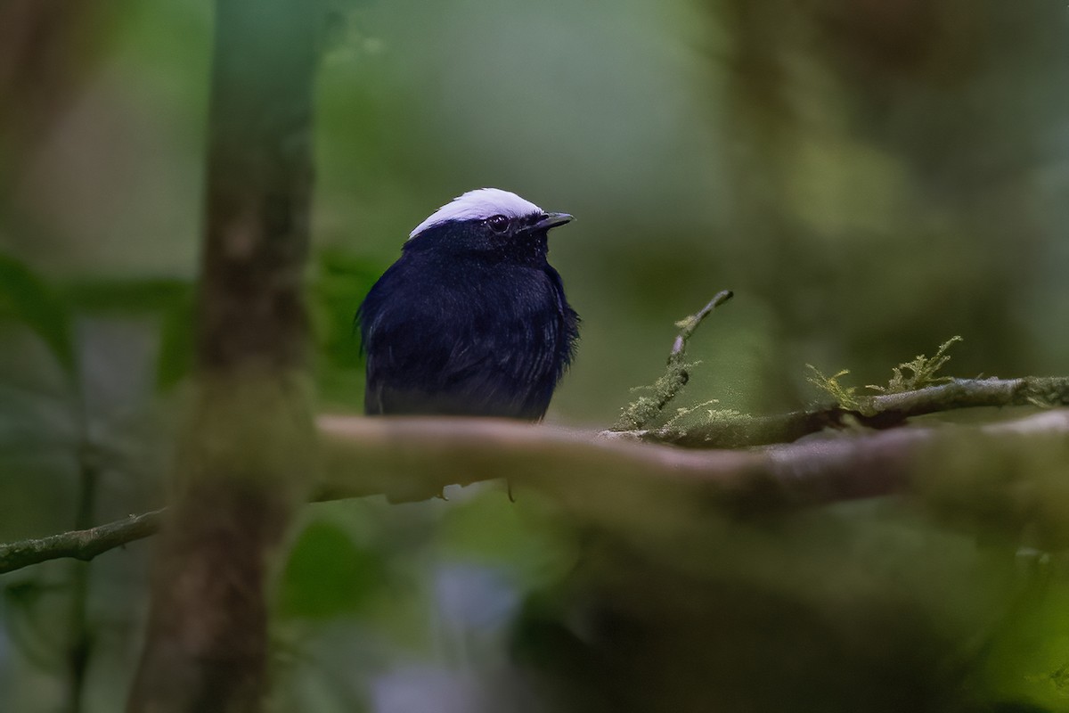 White-crowned Manakin - ML600223151