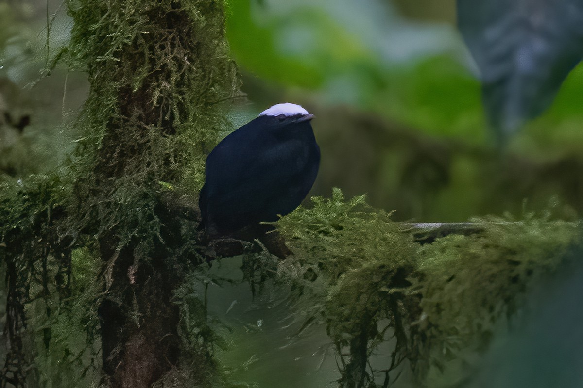 White-crowned Manakin - ML600223161
