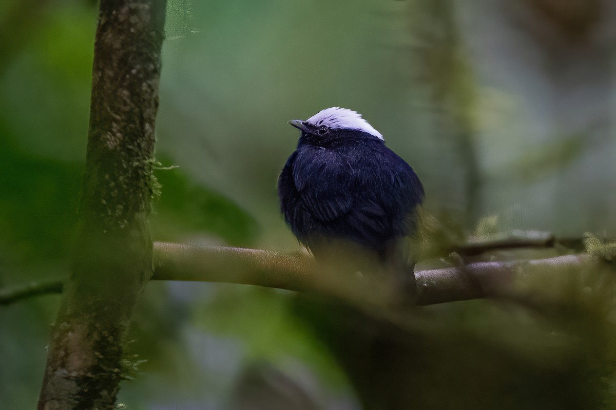 White-crowned Manakin - ML600223171