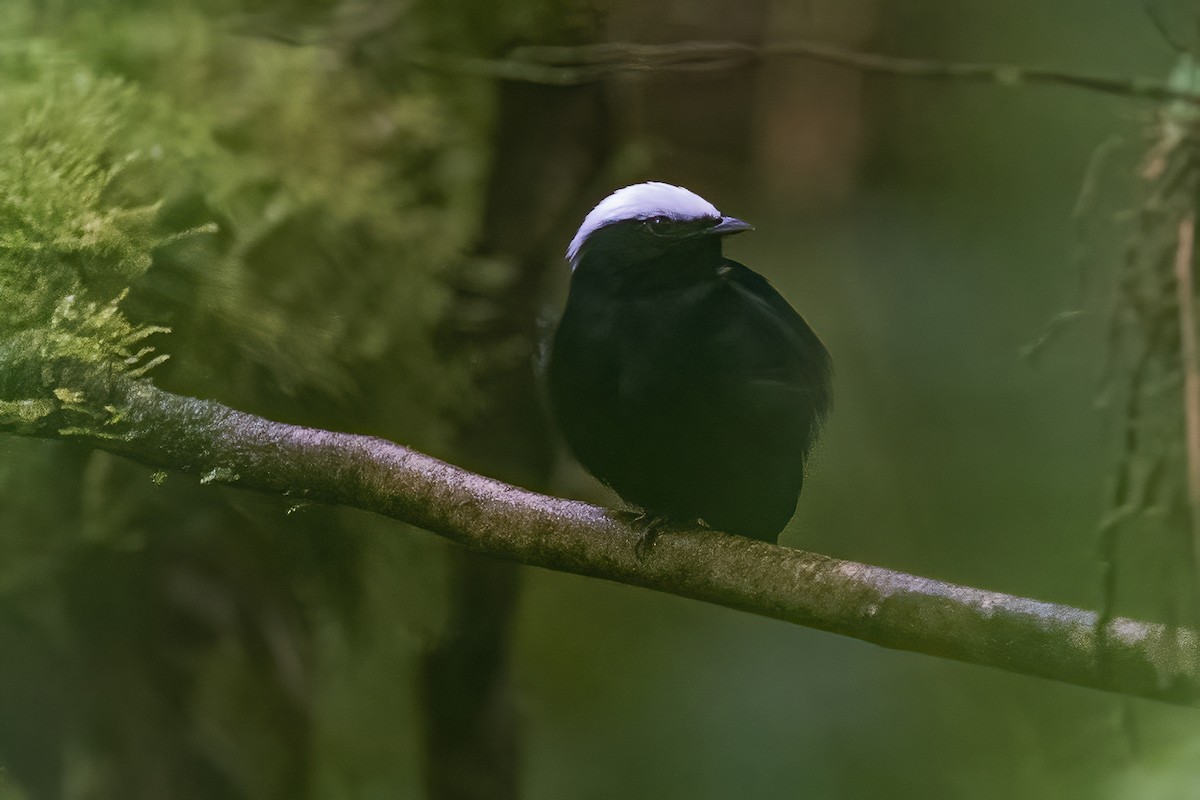 White-crowned Manakin - ML600223181