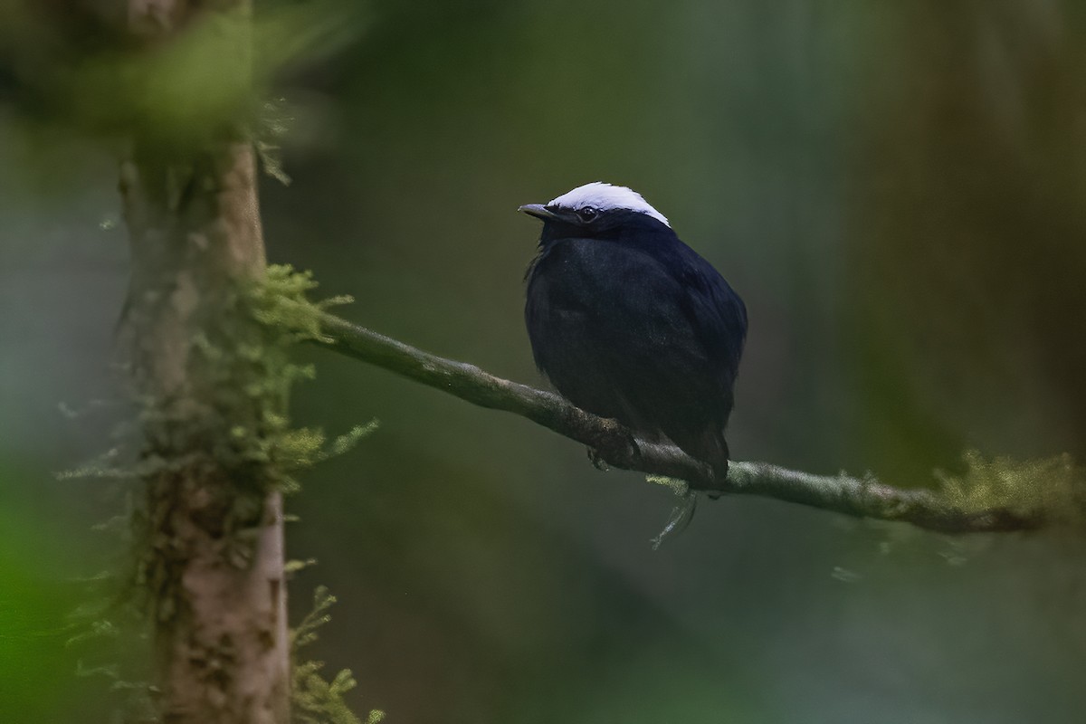 White-crowned Manakin - ML600223201