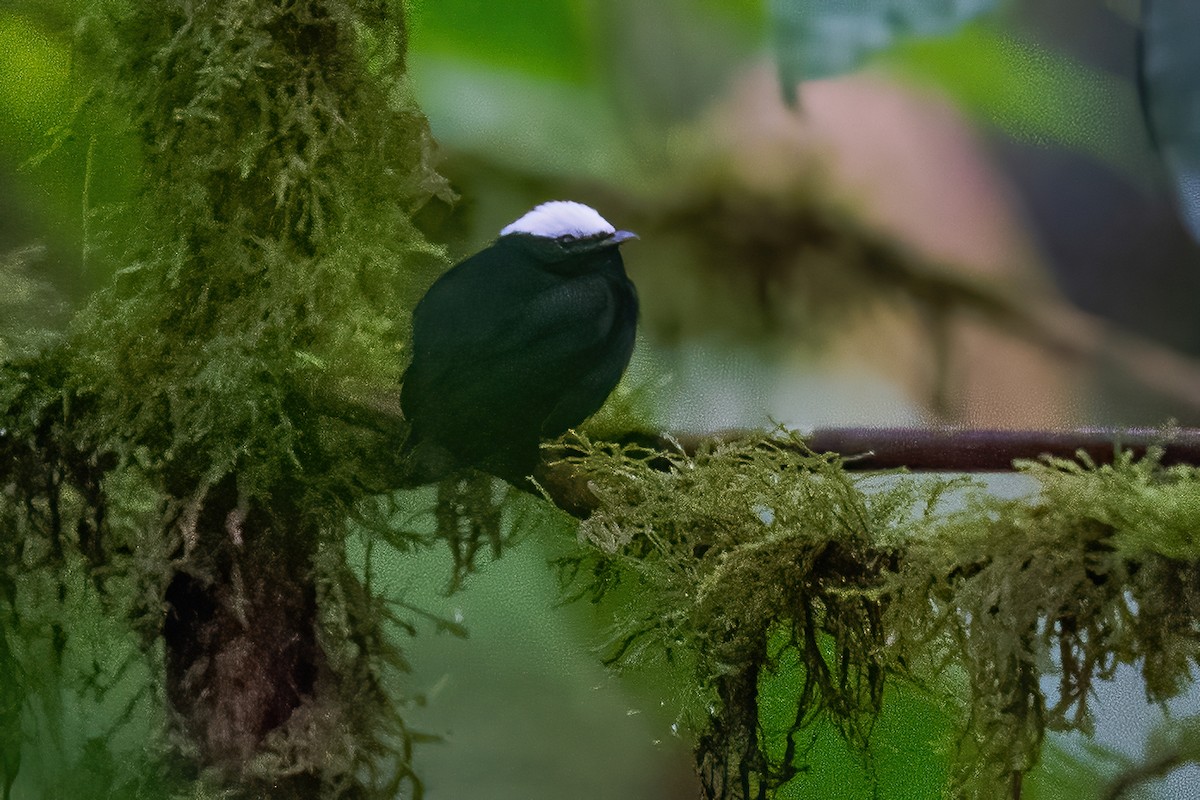 White-crowned Manakin - ML600223221