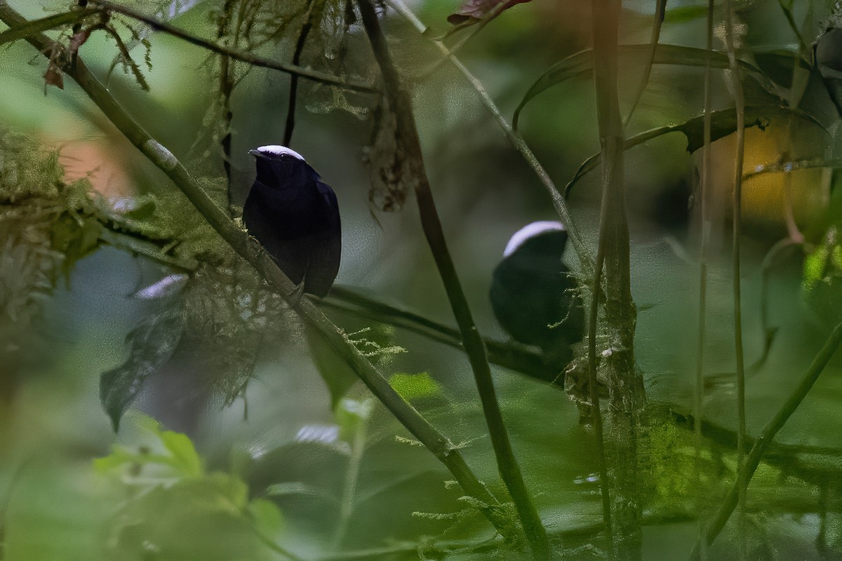 White-crowned Manakin - ML600223231