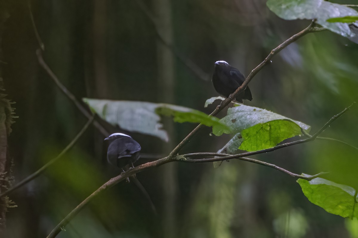 White-crowned Manakin - ML600223301