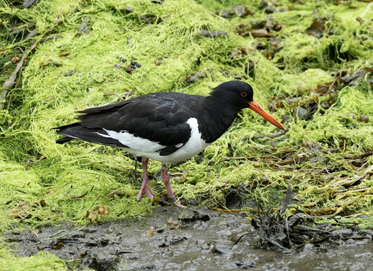 Eurasian Oystercatcher - ML600223451