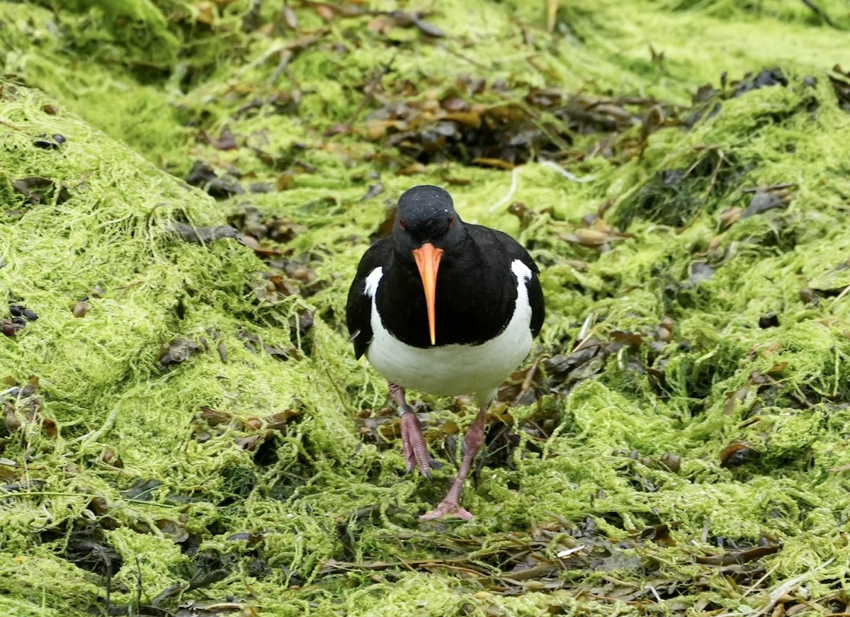 Eurasian Oystercatcher - ML600223461