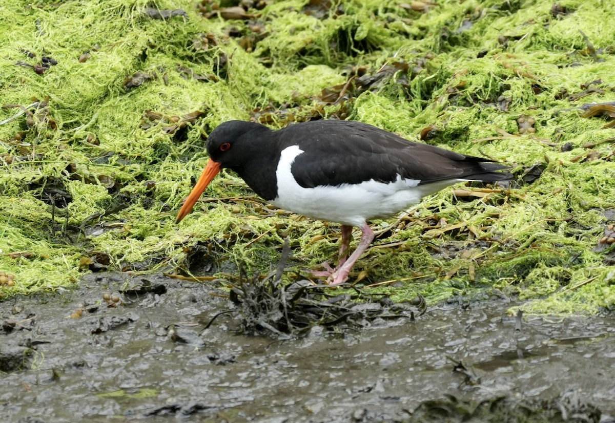 Eurasian Oystercatcher - ML600223471