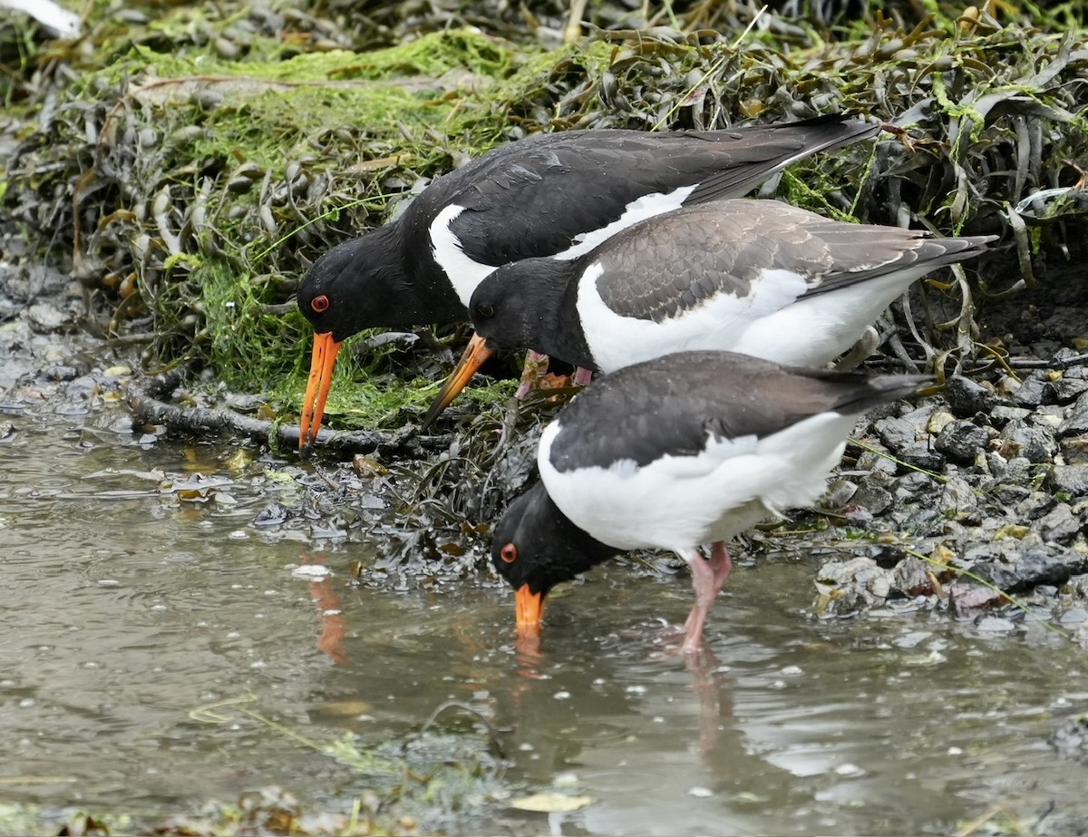 Eurasian Oystercatcher - ML600223481