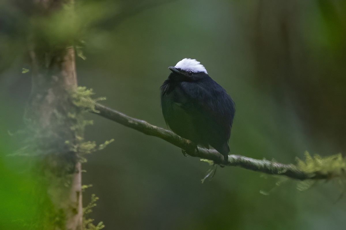 White-crowned Manakin - ML600223601