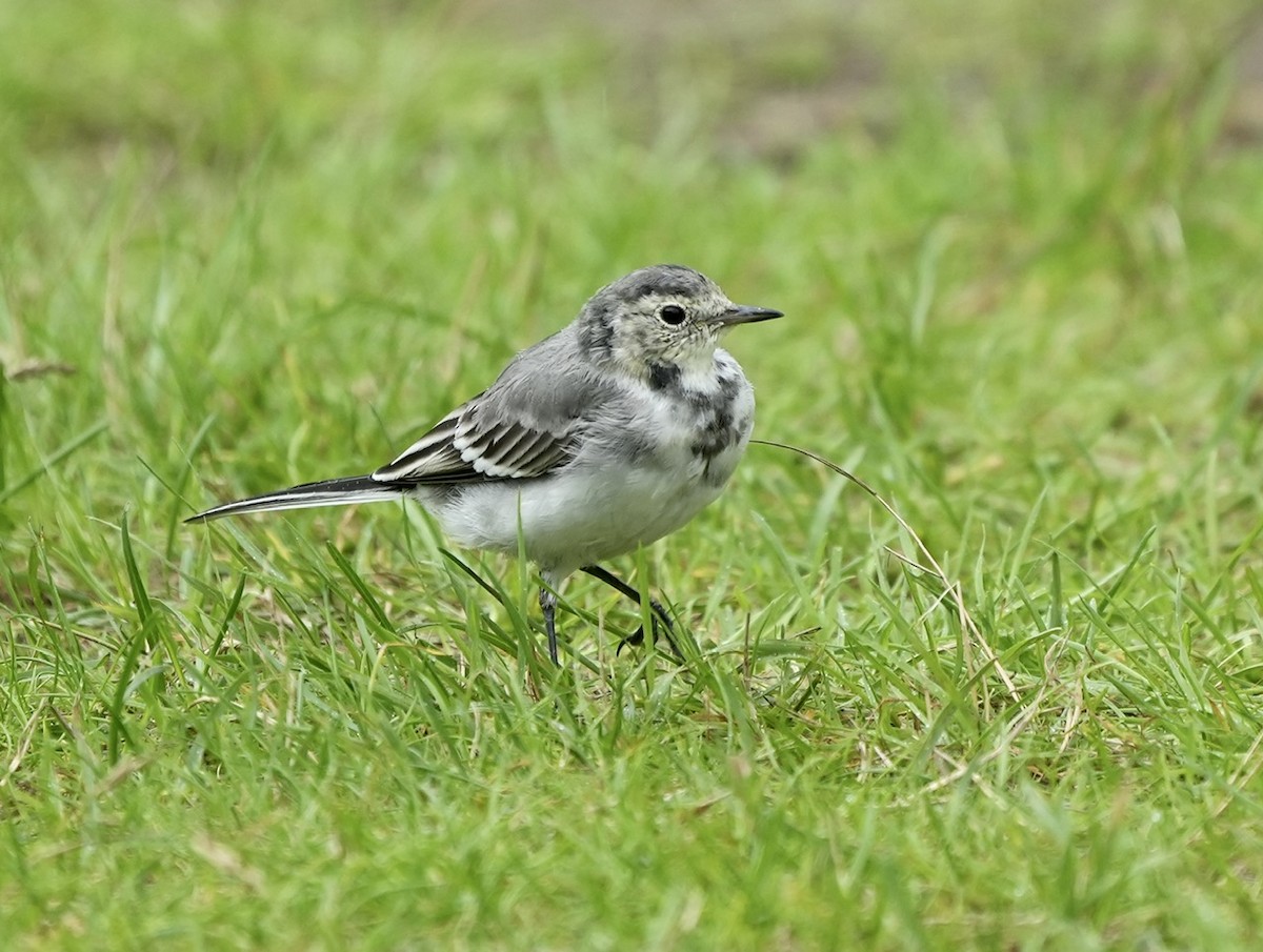 White Wagtail - ML600223771